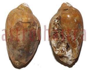 heera shankh